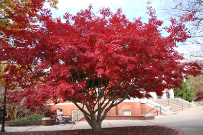 Red Dragon Japanese Maple Herb Seeds