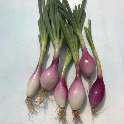 Red Torpedo Onion Vegetable Seeds