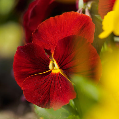 Red Pansy Flower Seeds