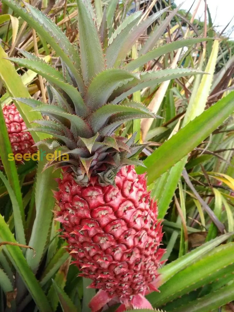 Red Pineapple Seeds for Easy Planting