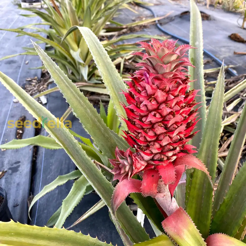 Red Pineapple Seeds For Easy Planting heirloom non-gmo organic garden seeds