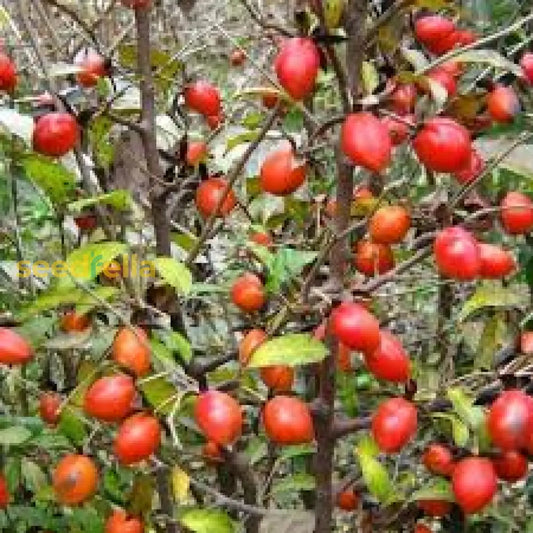 Red Rhombifolia Fruit Seeds For Planting heirloom non-gmo organic garden seeds