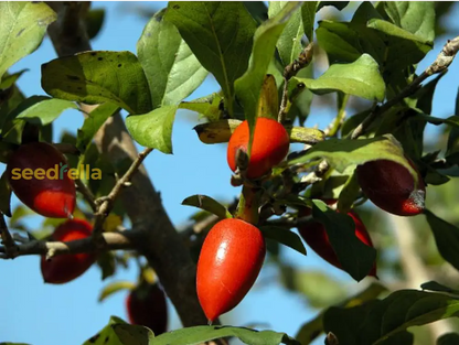 Red Rhombifolia Fruit Seeds for Planting