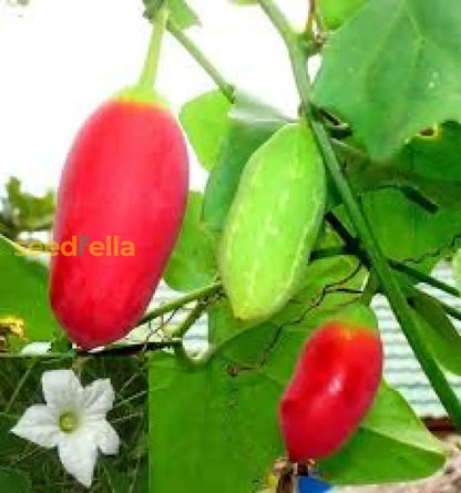 Red Scarlet Fruit Seeds for Planting Vibrant & Delicious Garden Addition