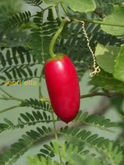 Red Scarlet Fruit Seeds For Planting Vibrant & Delicious Garden Addition heirloom non-gmo organic garden seeds