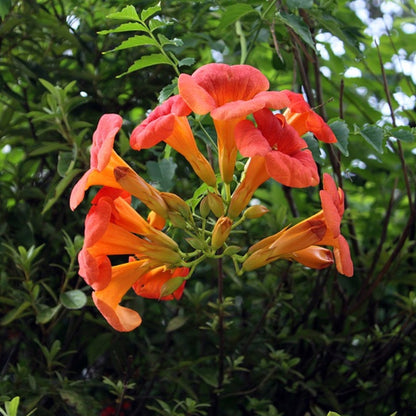 Hummingbird Vine Flower Seeds