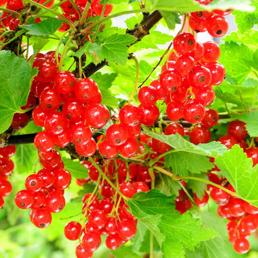 Red Currant Fruit Seeds