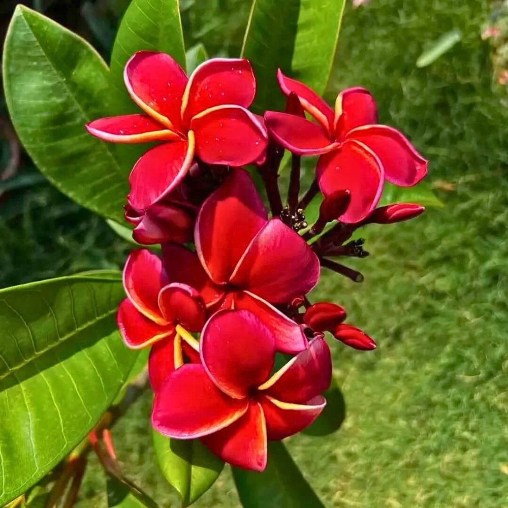 Red & White Frangipani Flower seeds for Planting - Pollinator Friendly, Heirloom & GMO Free Seeds for Home Garden