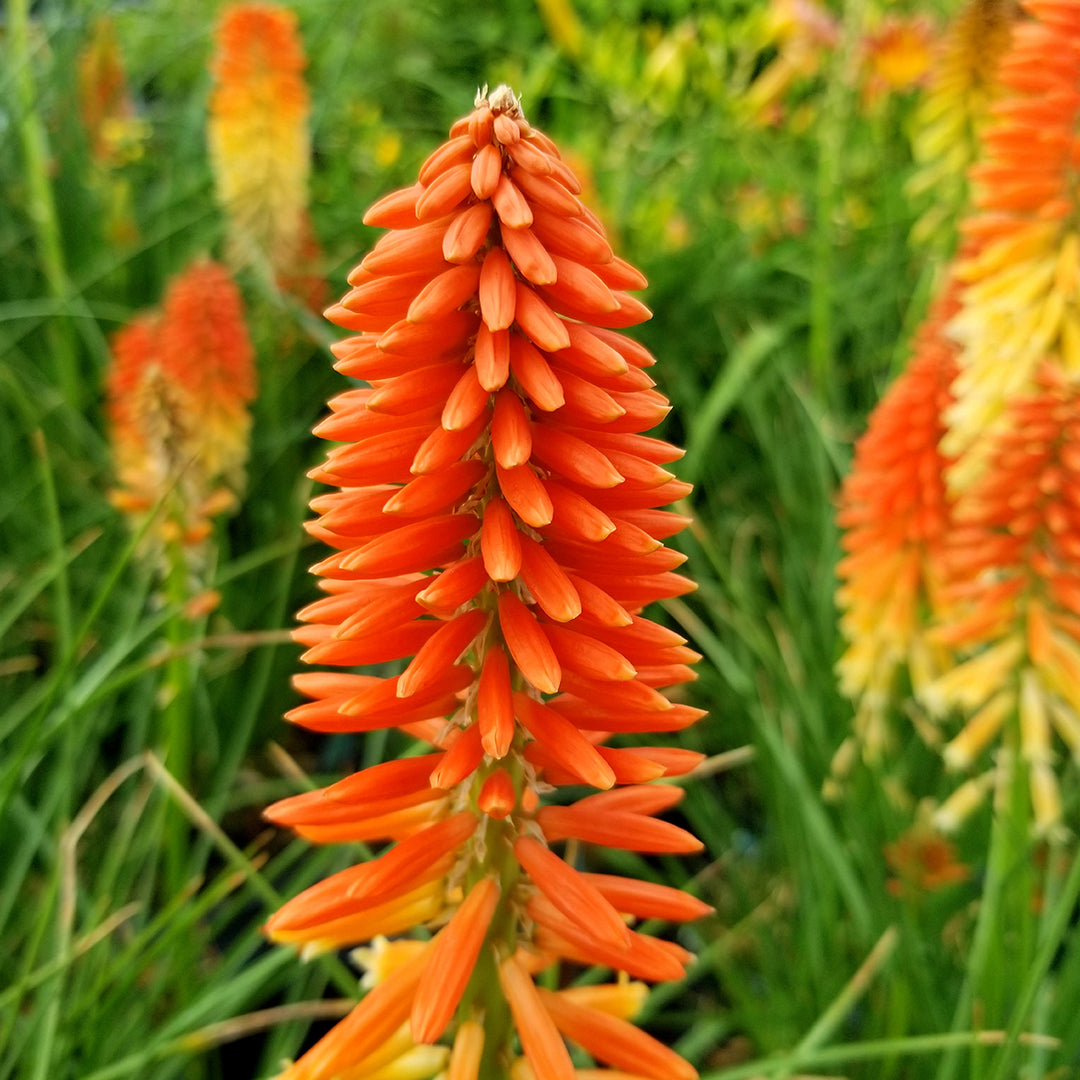 Kniphofia Mango Popsicle Flower Seeds