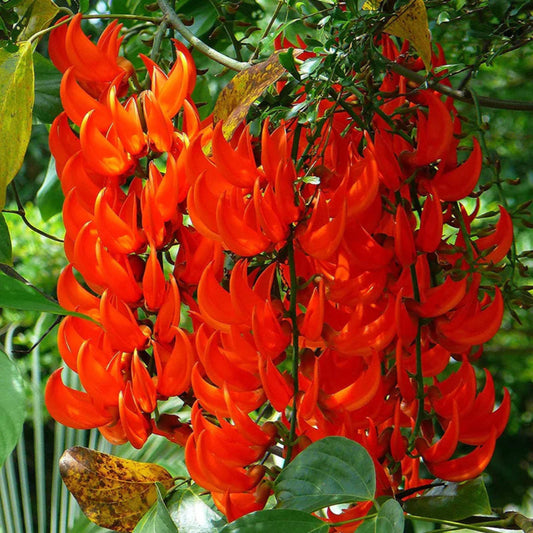 Strongylodon Macrobotrys Flower Seeds
