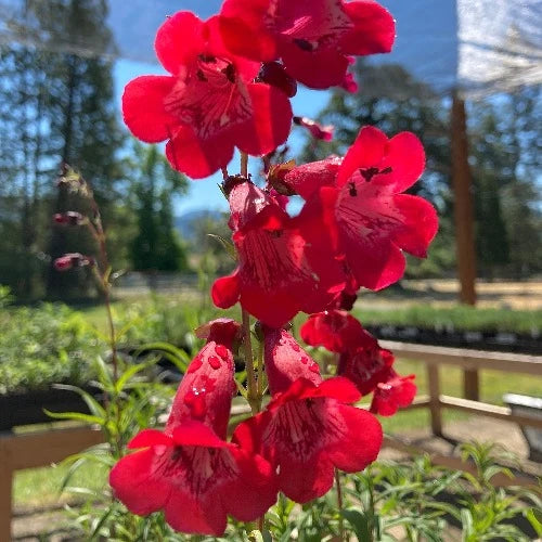 Red Penstemon Flower seeds for Planting - Long Bloom Season, Heirloom & GMO Free Seeds for Home Garden