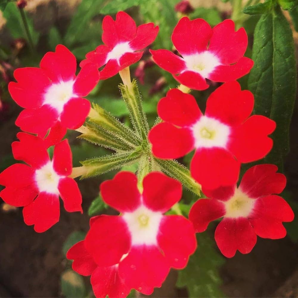 Red Verbena Didyma Flower Seeds For Planting