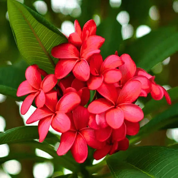 Red & White Frangipani Flower seeds for Planting - Pollinator Friendly, Heirloom & GMO Free Seeds for Home Garden