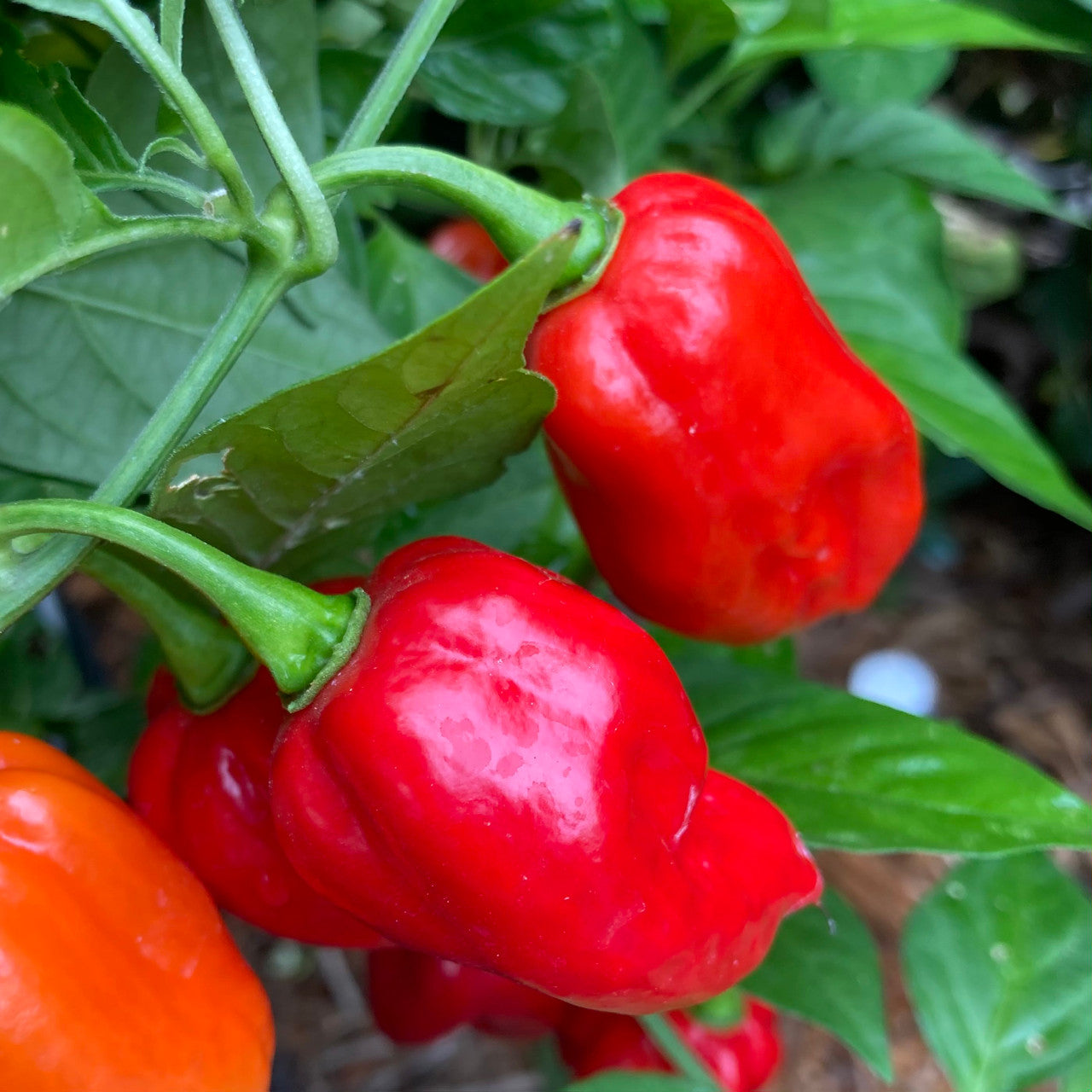 Devil's Tongue Hot Pepper Fruit Seeds