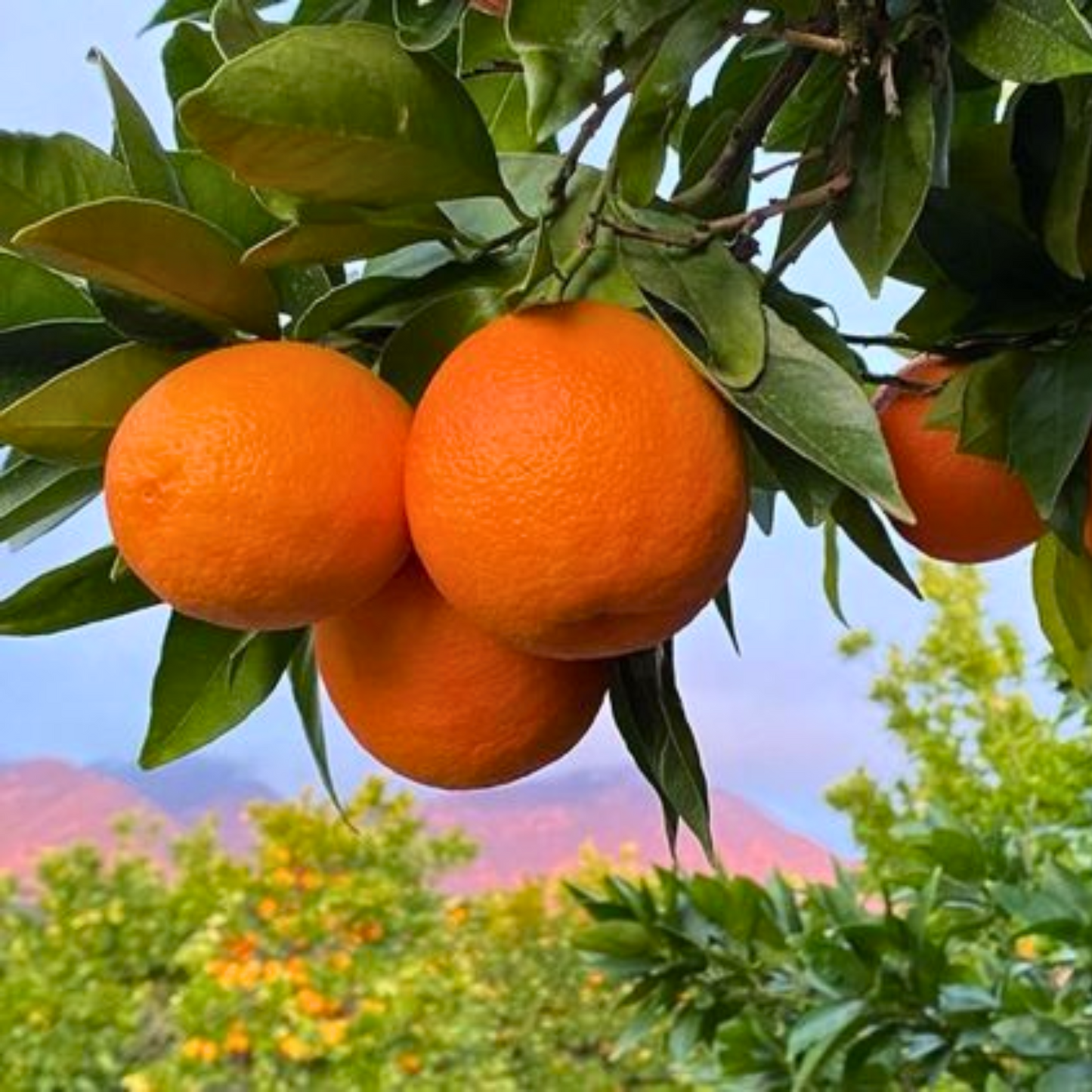 Sweet Navel Orange Fruit Seeds