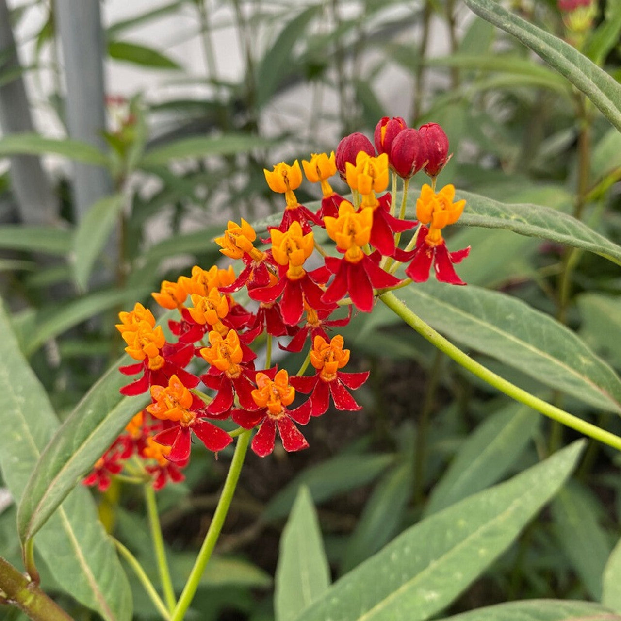 Tropical Milkweed Flower Seeds