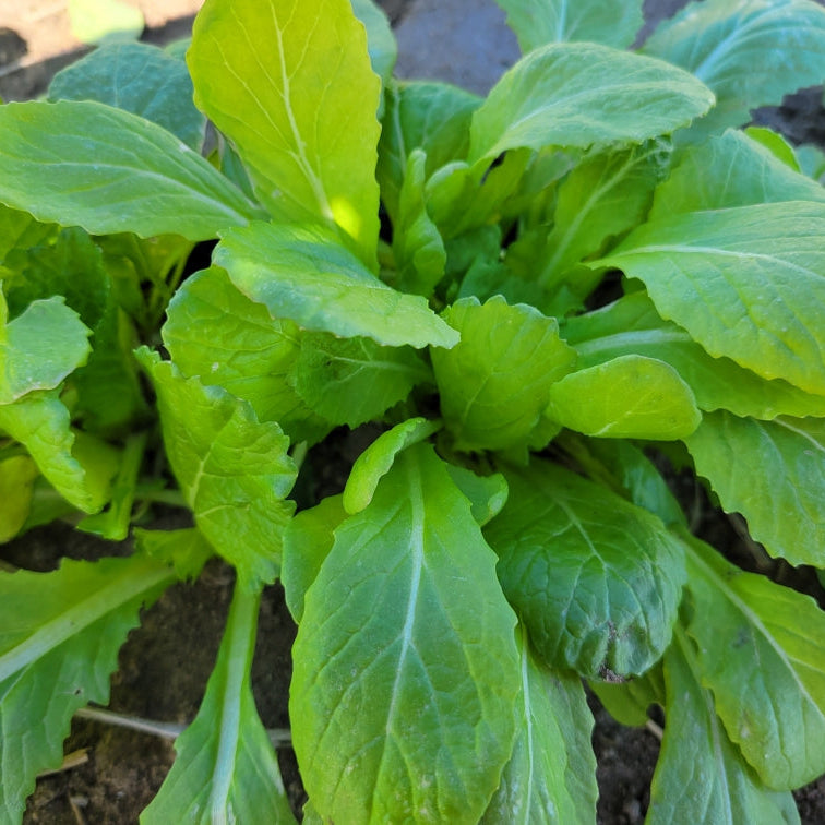 辛くないマスタード野菜の種