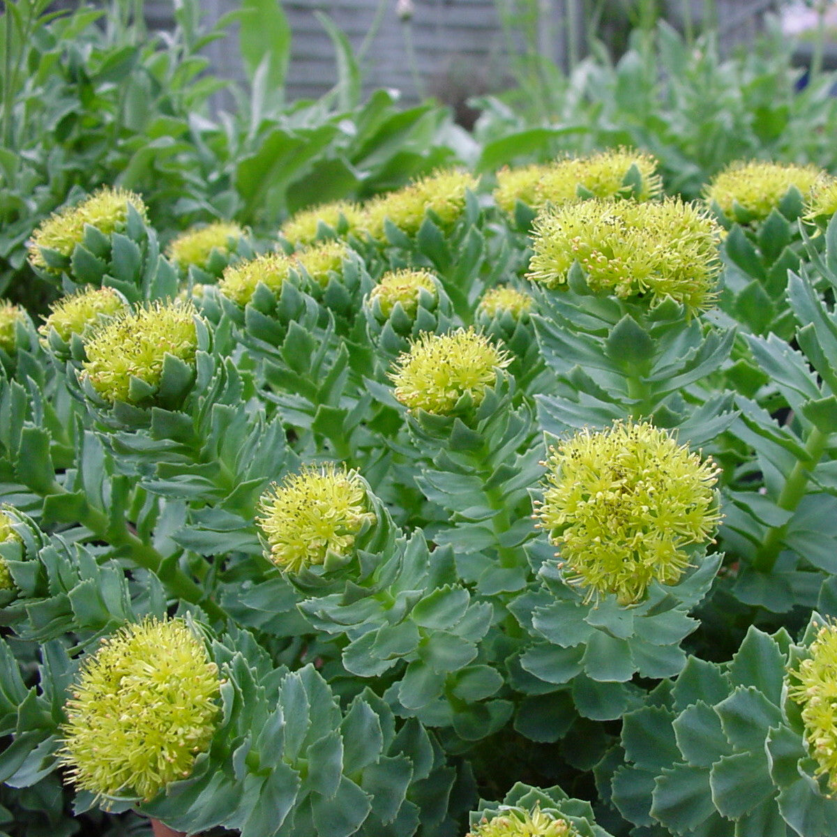 Rhodiola Rosea Herb Seeds