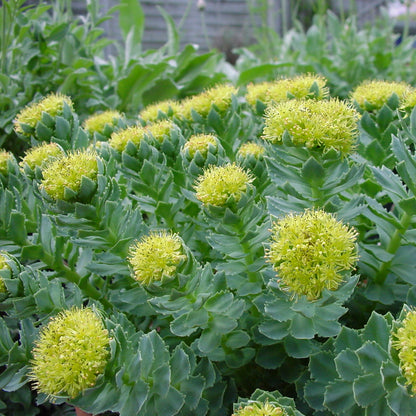 Rhodiola Rosea Herb Seeds