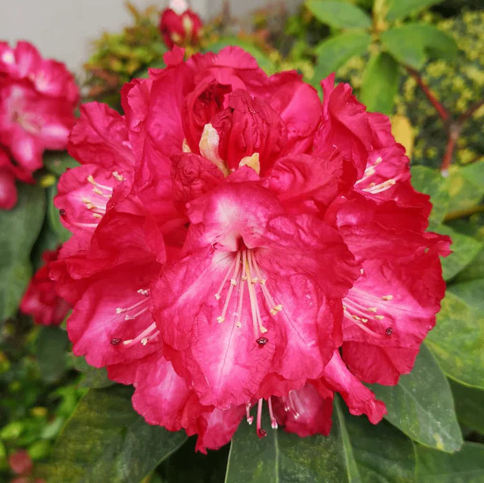 Rosebay Rhododendron Flower Seeds