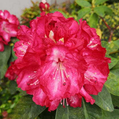 Rosebay Rhododendron Flower Seeds