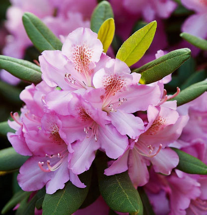Azalea Pink Flower seeds for Planting - Garden Favorite, Heirloom & GMO Free Seeds for Home Garden