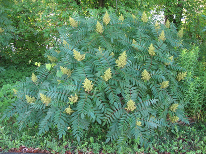 Semi di arbusto di sommacco liscio