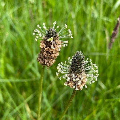 plant with small black seeds Ribwort Plantain (Plantago lanceolata) Herb Seeds for Planting – Heirl – Pure Asia Seeds