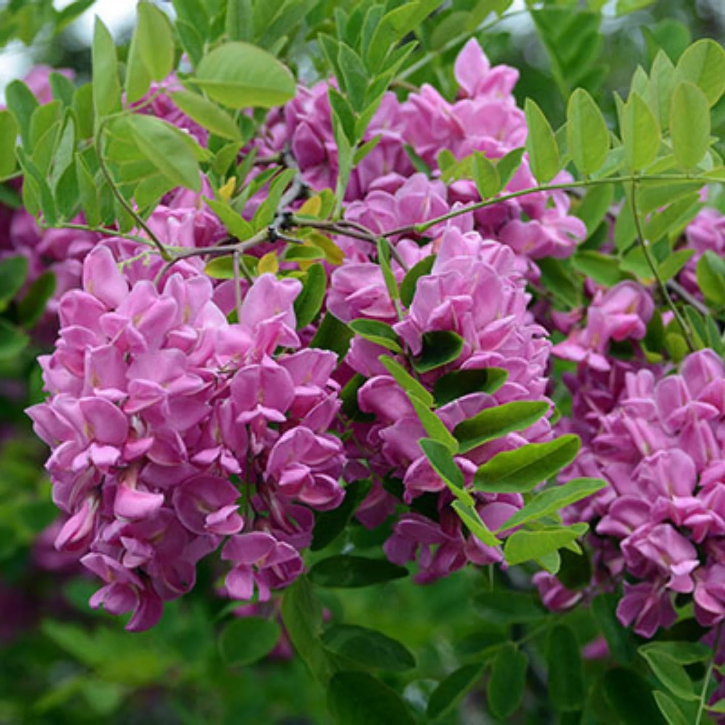 Purple Black Locust Flower  Seeds