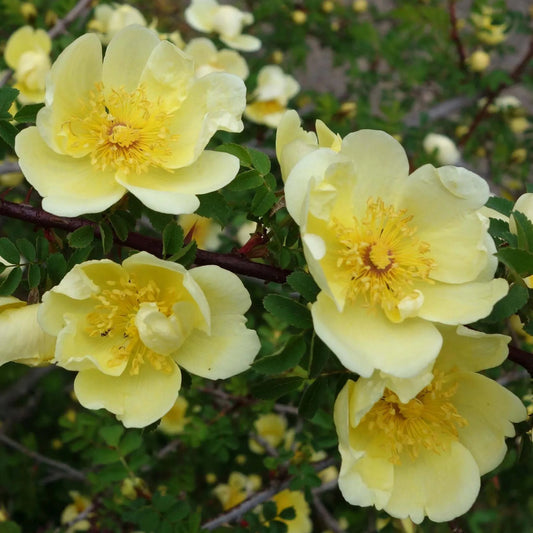 Yellow Hugo Rose Flower seeds for Planting - Vibrant Colors, Heirloom & GMO Free Seeds for Home Garden
 
 Sale for planting in home garden