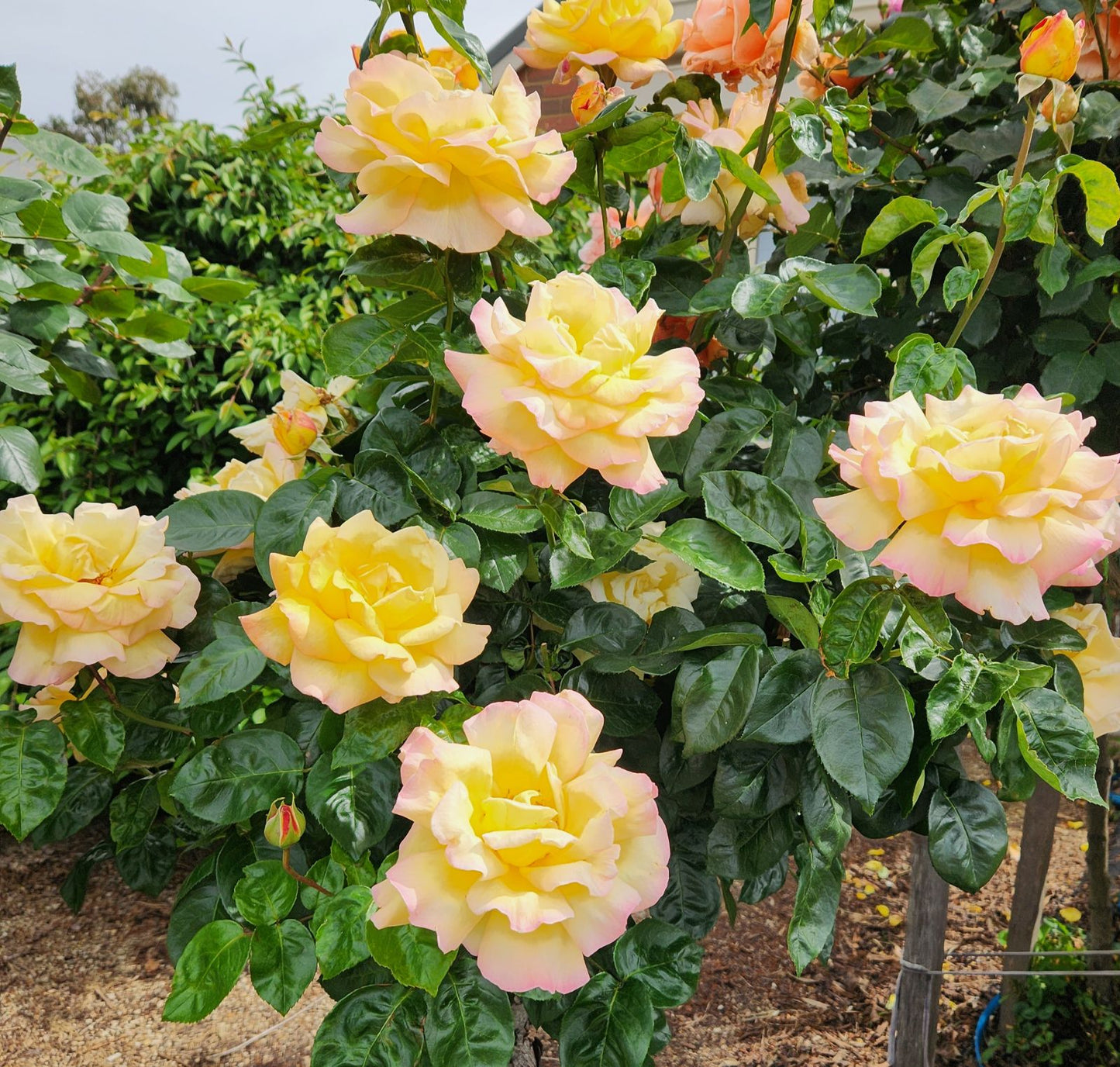 Climbing Peace Rose - Elegant & Vibrant Climbing Rose Bush for Your Garden