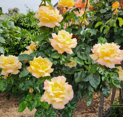 Climbing Peace Rose - Elegant & Vibrant Climbing Rose Bush for Your Garden