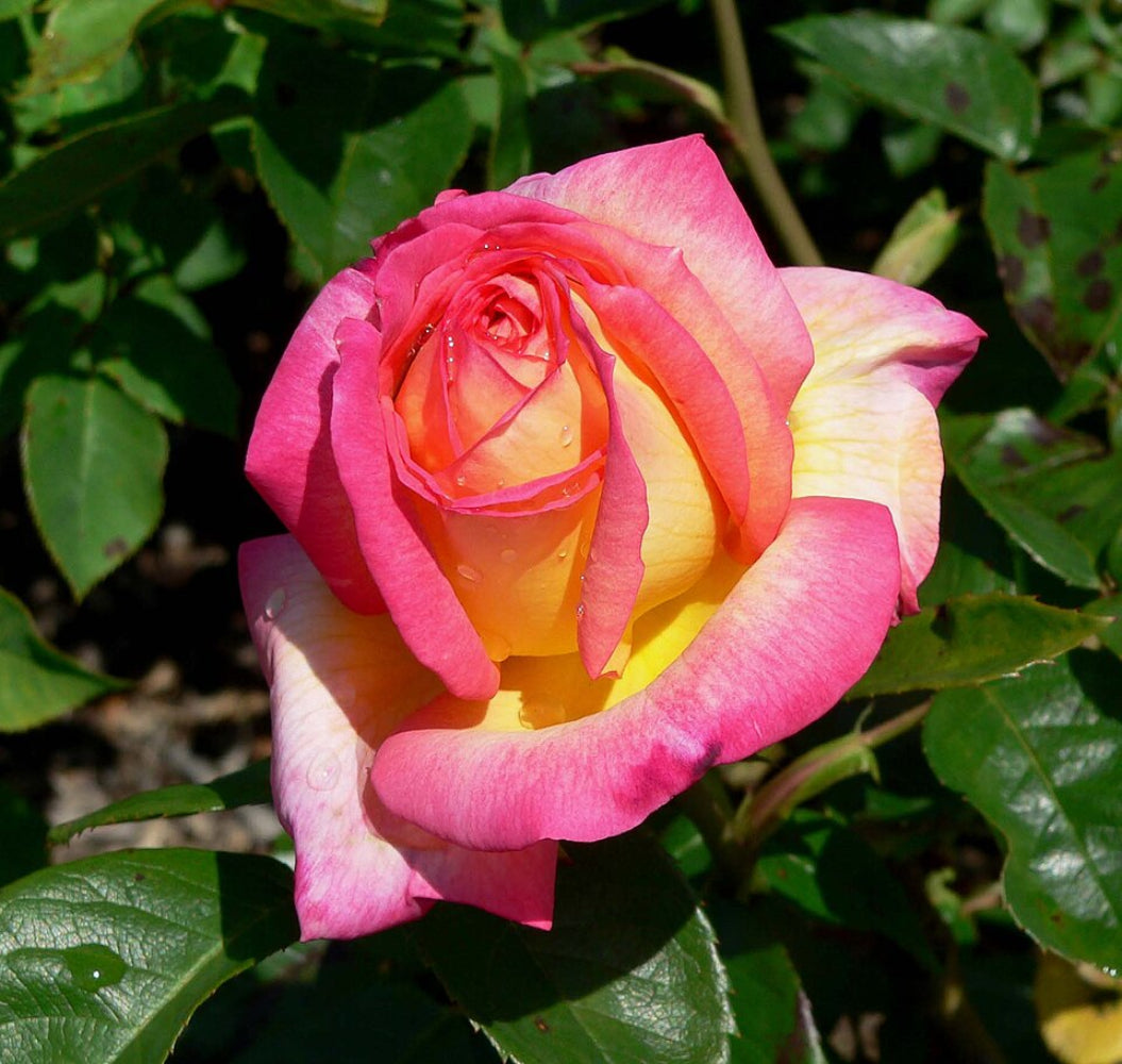 Climbing Thomas B. Moore Rose - Vibrant Coral-Red Climbing Rose Bush for Your Garden