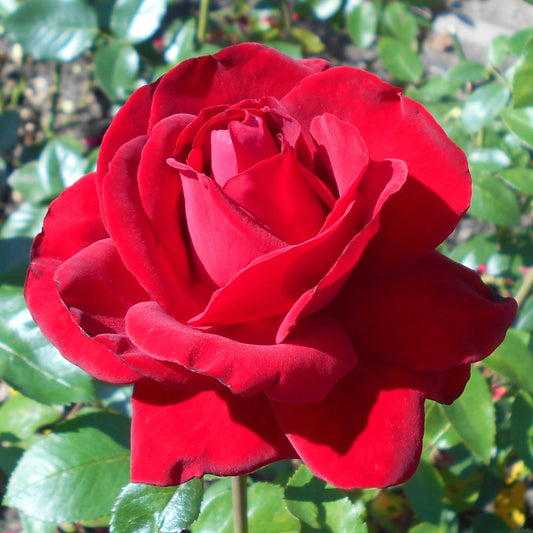 Osiria Hybrid Tea Rose Flower Seeds