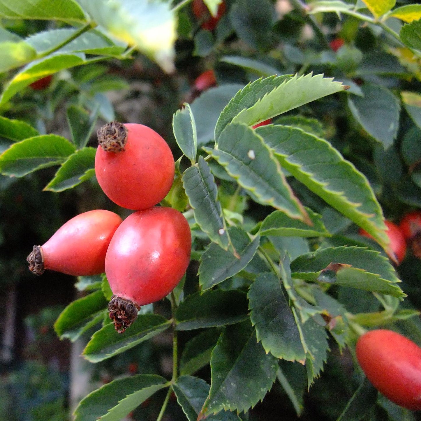 Semillas de fruta de Rosa Canina
