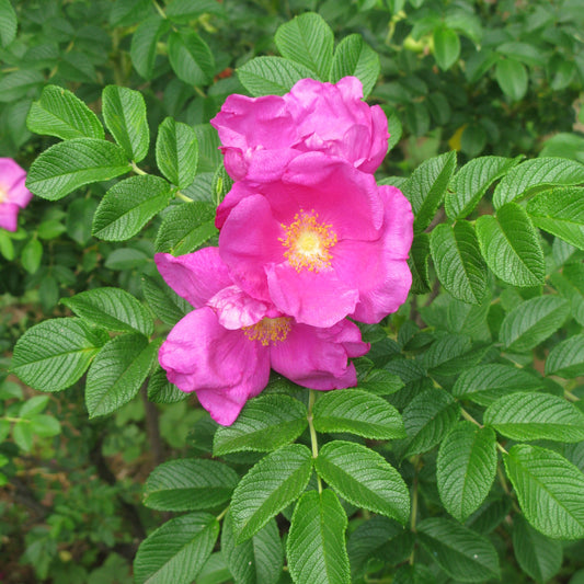 Pink Rugosa Rose Flower Seeds