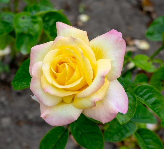 Climbing Peace Rose - Elegant & Vibrant Climbing Rose Bush for Your Garden