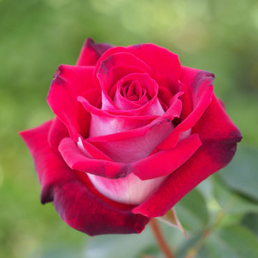 Osiria Hybrid Tea Rose Flower Seeds