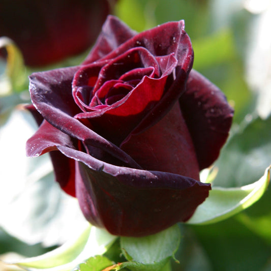Rosa Black Baccara Flower Seeds