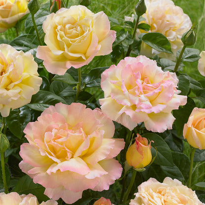 Climbing Peace Rose - Elegant & Vibrant Climbing Rose Bush for Your Garden