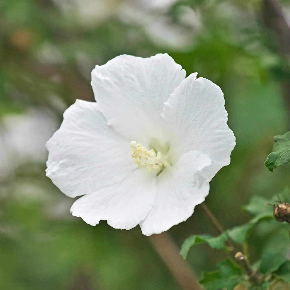 White Rose of Sharon Flower Seeds