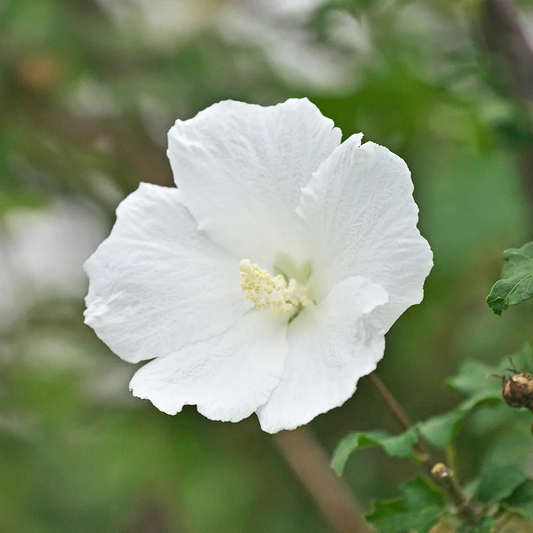 White Rose of Sharon Flower Seeds