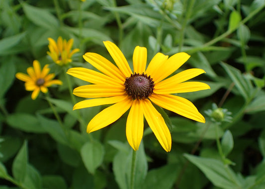 Rudbeckia Flower seeds for Planting Vibrant Colors Heirloom & GMO Free Seeds for Home Garden