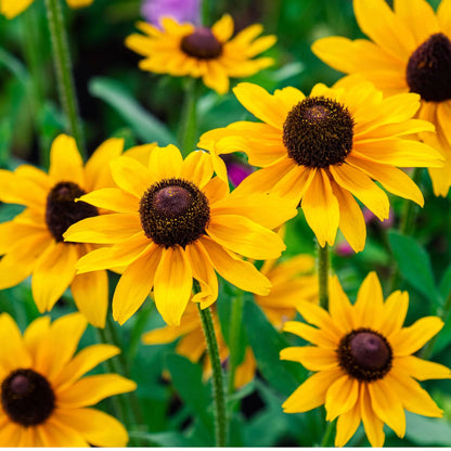 Susan Flower seeds for Planting, Hardy Variety Heirloom & GMO Free Seeds for Home Garden