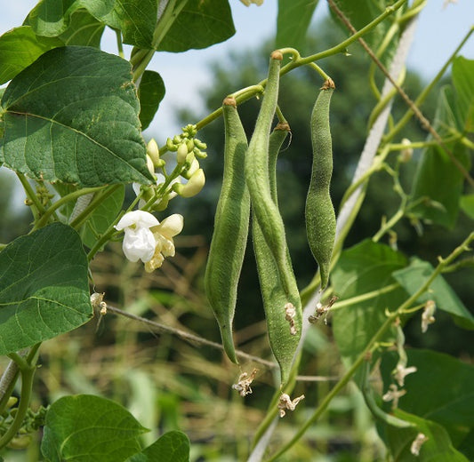 Runner Bean Vegetable Seeds