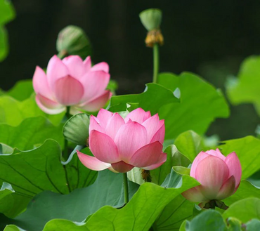 Sacred Lotus Seeds (Nelumbo nucifera) - Beautiful Aquatic Plant for Tranquil Garden Ponds