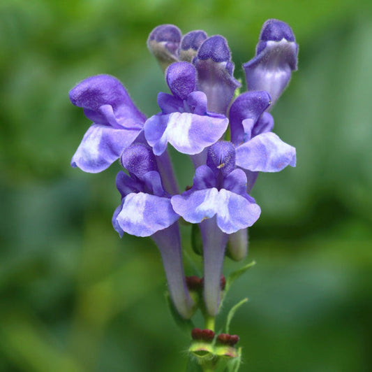 Scutellaria Incana Flower Seeds