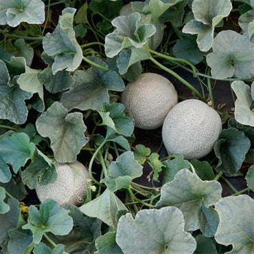 Charentais Melonenfruchtsamen