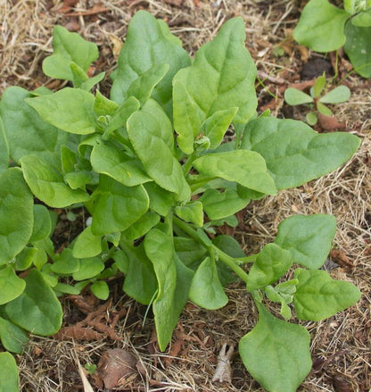 New Zealand Spinach Vegetable Seeds