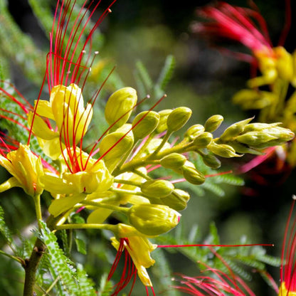 Desert Bird of Paradise Flower Seeds